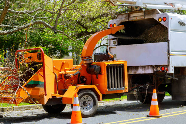 How Our Tree Care Process Works  in  San Bernardino, CA